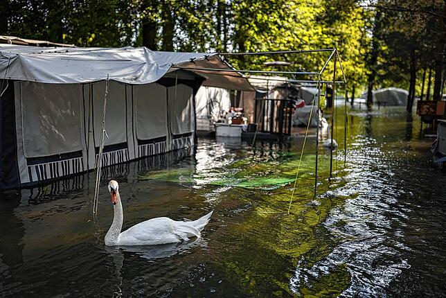 Schwäne schwimmen auf dem überfluteten VD8-Campingplatz in Cheseaux-Noreaz bei Yverdon-les-Bains am Ostufer des Neuenburgersees. (Schweiz)
