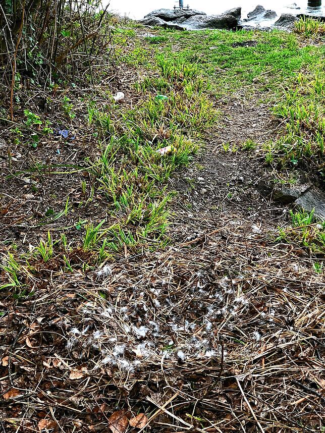 Das zerstörte Nest der Schwäne.