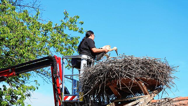 Die Storchenbeauftragte am Affenberg in Salem, Sylvia Altheimer, holt einen Storch aus dem Horst, um ihm einen Sender anzulegen.