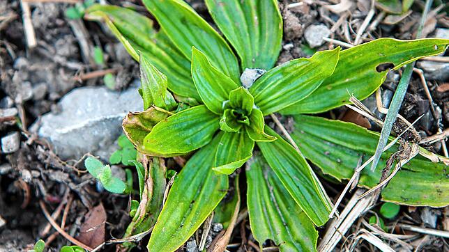 Eine junge Spitzegerich-Pflanze wartet darauf, dass es Frühling wird.