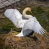 Würden Sie einen solchen Schwan aus dem Wasser nehmen und in einen Rucksack stecken? Ein Zeuge hat einen derartigen Vorfall Anfang April ...