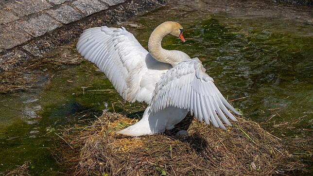 Würden Sie einen solchen Schwan aus dem Wasser nehmen und in einen Rucksack stecken? Ein Zeuge hat einen derartigen Vorfall Anfang April ...