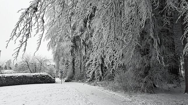 Tief hängende Äste über Gehwegen, wie hier auf der Seebauernhöhe, verdeutlichen die schwere Last auf den Bäumen.