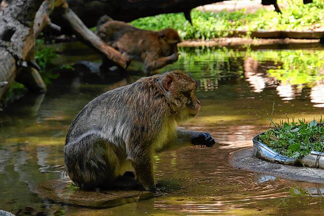 Bild 3: So kommen Zootiere mit der Hitze klar