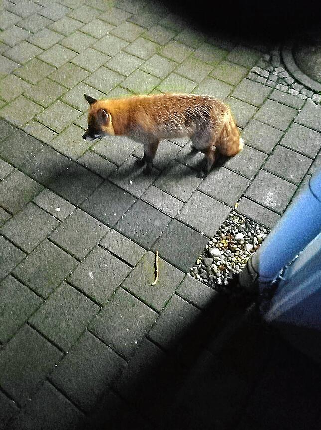Etwa 15 Minuten streifte dieser Fuchs mit Zeitungsausträger Günter Meucht durch die Überlinger Straßen.
