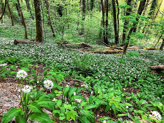 Bild 3: Wandern vor der Haustür (Teil 1): Durch den Bärlauchwald zum Waldshuter Lindenbuck