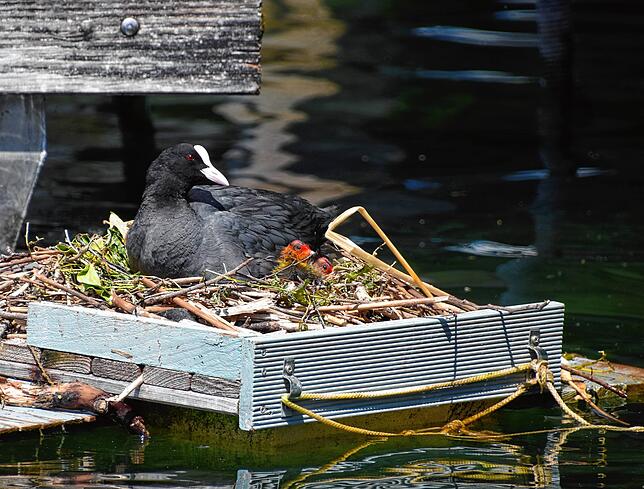 Bild 5: Hallo Welt! Immer mehr Küken bei Familie Blässhuhn auf dem Minifloß im Bodmaner Hafen schlüpfen