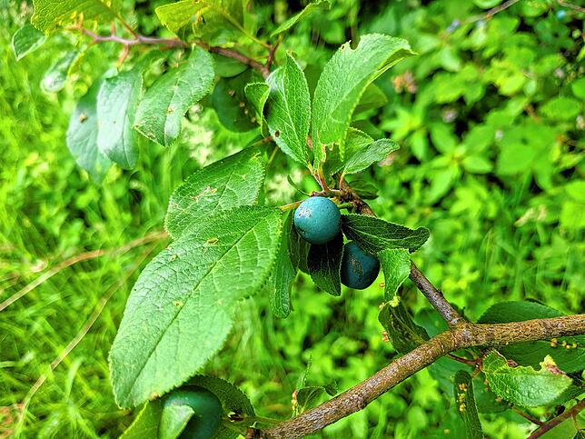 Bild 2: Die Schlehe ist ein Superstrauch: Blüten, Beeren, Blätter und sogar das Holz lassen sich verwerten