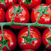 Ist der Tomatenstrunk giftig?