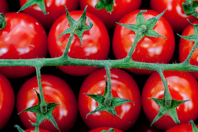 Ist der Tomatenstrunk giftig?