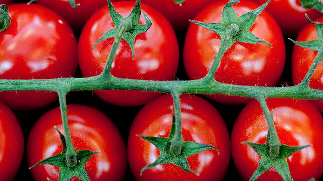 Ist der Tomatenstrunk giftig?