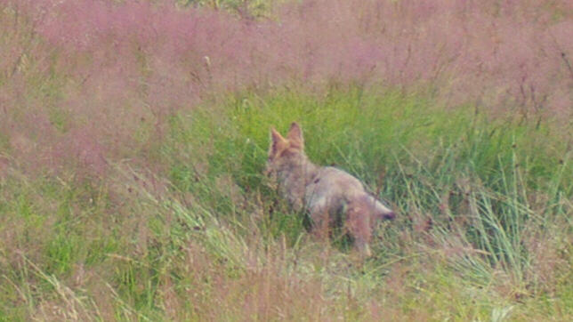 Das Bild der Forstlichen Versuchs- und Forschungsanstalt zeigt den jungen Wolf.