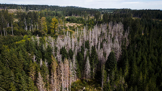 Verheerende Aussichten: Klimawandel und Schädlinge haben die Wälder des Südschwarzwalds in den vergangenen Jahren extrem in ...