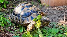 Ausreißer Cassiopeia ist wieder zu Hause. Bis es so weit war, musste die Schildkröte einen weiten Weg zurücklegen.