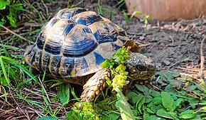 Ausreißer Cassiopeia ist wieder zu Hause. Bis es so weit war, musste die Schildkröte einen weiten Weg zurücklegen.