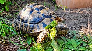 Ausreißer Cassiopeia ist wieder zu Hause. Bis es so weit war, musste die Schildkröte einen weiten Weg zurücklegen.