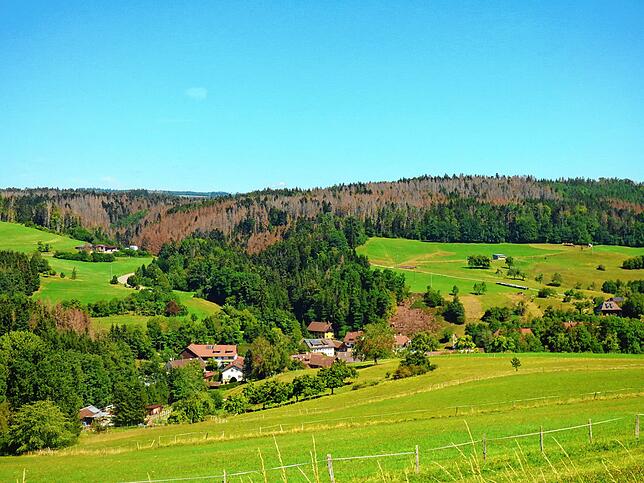 Größflächiges Baumsterben: Nicht einzelne kleine Nester im Wald sind betroffen, im mittleren Bereich des Landkreises Waldshut, wie hier ...
