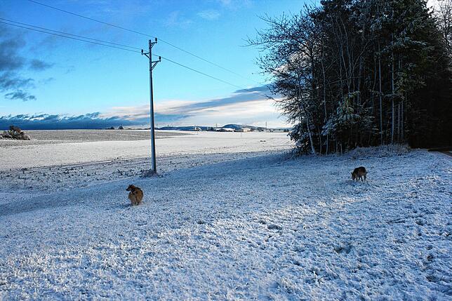Die Hunde Bonni und Silva haben in Münchingen die größte Freude im ersten Schnee.