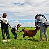 Das Leben spüren: Ein kleiner Junge hilft einem Zicklein auf die Welt. Gesehen hinter dem Kloster Erdene Dsuu in Kharkhorin, Mongolei.