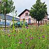 Blühstreifen parallel zur Fahrbahn ziehen sich in Meßkirch die ganze Bahnhofstraße entlang. Sie sind Anziehungspunkt für Schmetterlinge, ...