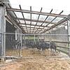 Die Straußenfarm von Ingrid Frick in Stockach-Airach versuchte mit geschütztem Auslaufplatz aufgrund der gesetzlichen Stallpflicht, die ...