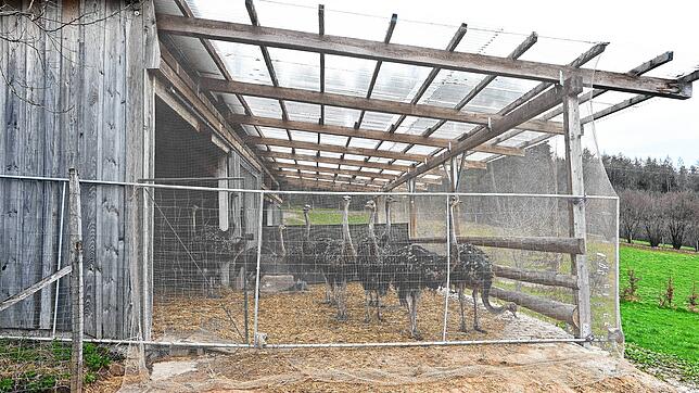 Die Straußenfarm von Ingrid Frick in Stockach-Airach versuchte mit geschütztem Auslaufplatz aufgrund der gesetzlichen Stallpflicht, die ...