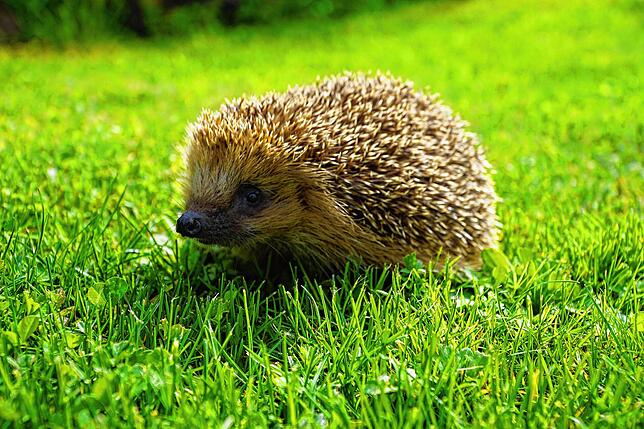 Jung-Igel Angie aus Eigeltingen auf einer Wiese.