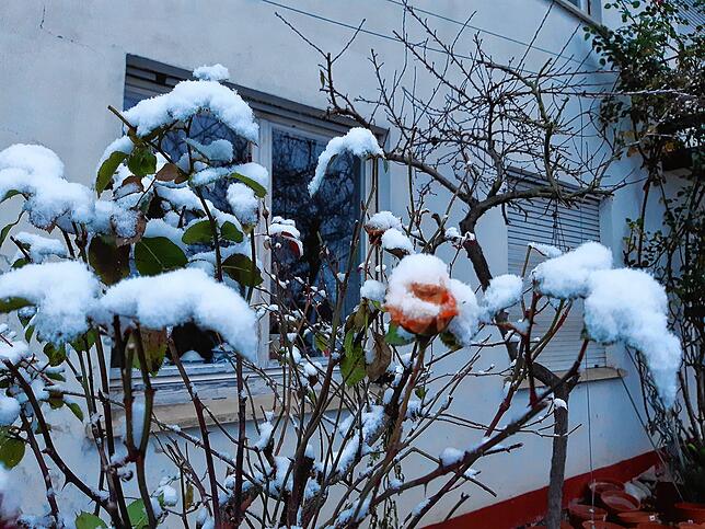 Von Schnee bedeckt ist diese Rose in einem Garten in Schwörstadt.