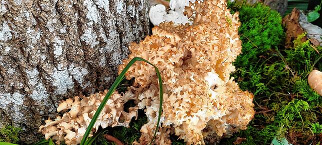 Die Krause Glucke (Sparassis crispa) ist eine parasitische Pilzart. Ihr großer ockergelblicher Fruchtkörper ist essbar und erinnert mit ...