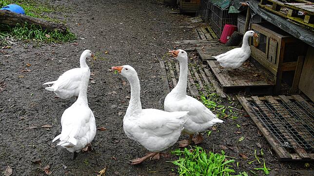 Auch ein Gänsegehege befindet sich auf dem Gelände des Naturcampingplatzes. Vor allem die Kinder freuen sich über das frohliche Geschnatter.