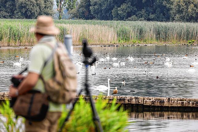 Ein wahres Paradies für Vogelfreunde: Vom Steg am Hafen beobachten oftmals Ornithologen und Vogelkenner die Tiere in Bucht am Aachzufluss.