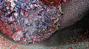 So manche Feuersalamander in Mettauertal können sich dank der Ausstiegshilfen in den Schächten retten.