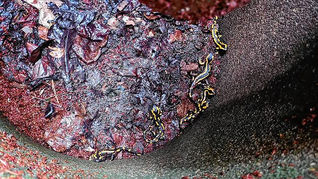 So manche Feuersalamander in Mettauertal können sich dank der Ausstiegshilfen in den Schächten retten.