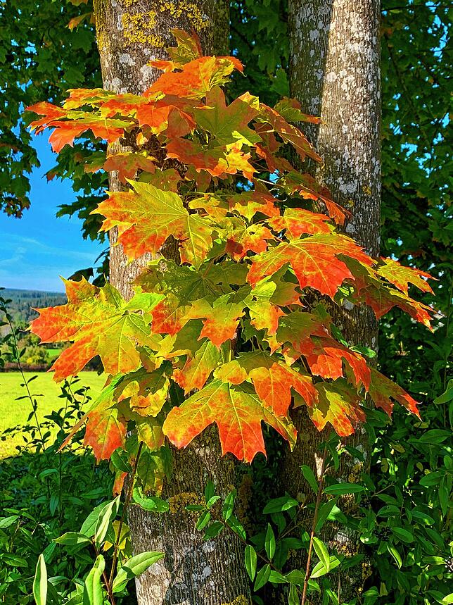 Bild 20: So schön ist der Herbst im Schwarzwald und auf der Baar