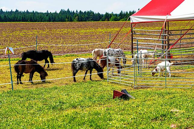 Diese Tiere bleiben die kommende Woche in der Doppelstadt.