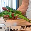 Wer exotische Tiere hält, Leguane etwa, sollte sich vorher informieren, wie er oder sie die Tiere artgerecht hält.