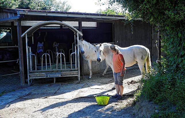 Ist ein Pferd ein Luxus und sollte deshalb besteuert werden? Hier auf der Reitanlage am Guckenbühl (Archivbild) dürfte die Meinung ...
