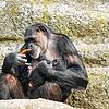 Tierbabys locken Besucher: Im März 2025 ist ein Schimpansen-Baby im Zoo Basel auf die Welt gekommen. Mutter Kitoko (31) und ihre Tochter ...