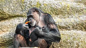 Tierbabys locken Besucher: Im März 2025 ist ein Schimpansen-Baby im Zoo Basel auf die Welt gekommen. Mutter Kitoko (31) und ihre Tochter ...