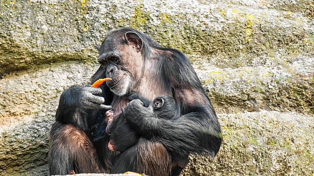 Tierbabys locken Besucher: Im März 2025 ist ein Schimpansen-Baby im Zoo Basel auf die Welt gekommen. Mutter Kitoko (31) und ihre Tochter ...