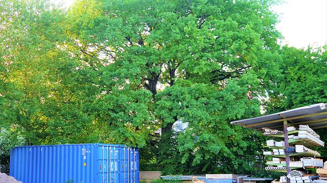 Diese Steineiche am Rand der Radolfzeller Innenstadt soll nicht weichen: Die CDU-Fraktion will dem geplanten Bauprojekt der Firma ...