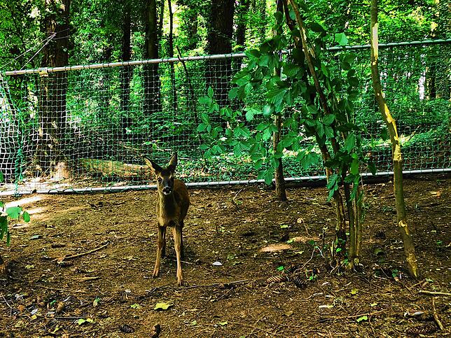 Verletzte Rehkitze erholten sich im Gehege bei Wutöschingen, das abgebaut werden musste. Jetzt sucht Melanie Nestvogel in der Nähe ein ...