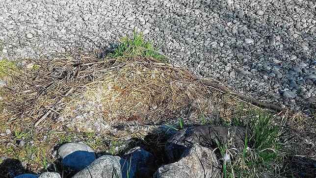 Trauriger Anblick: Das Schwanennest am Ufer hinter dem Konzertsegel ist leer, die Eier fehlen. Wenige Meter weiter liegen sie – ...