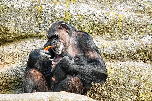 Bild 1: Niedliches Schimpansen-Baby im Zoo Basel zur Welt gekommen: Es ist ein Mädchen!