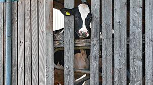 Eine Kuh in einem landwirtschaftlichen Großbetrieb in Bad Grönenbach.