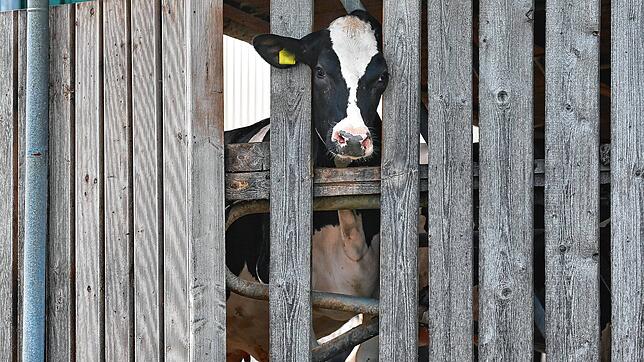 Eine Kuh in einem landwirtschaftlichen Großbetrieb in Bad Grönenbach.