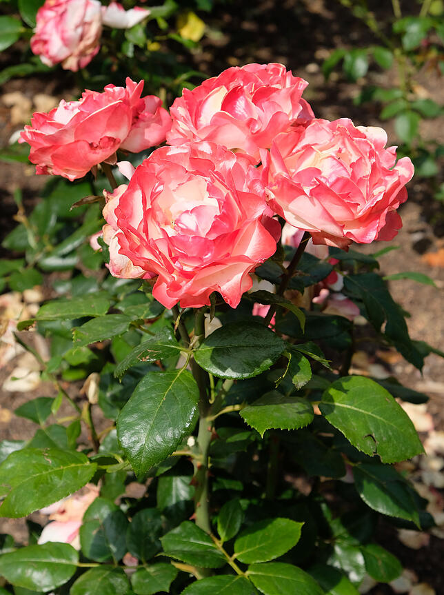 So genannte Edelrosen, die nur eine oder ganz wenige große Blüten auf einem Spross tragen, wie hier die Sorte „Nostalgie“, ...