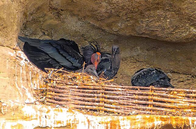 Hier ist ein ausgewachsener Vogel mit mindestens zwei Jungvögeln zu sehen.