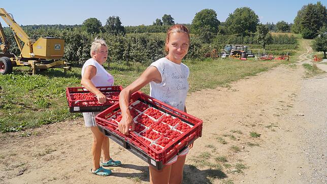 Justina (rechts) und Barbara haben in den frühen Morgenstunden Himbeeren gepflückt. Sie bringen ihre Ernte in den Hof, wo sie gleich an ...