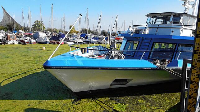 Der grüne Teppich im Radolfzeller Hafen: Ein Werk der Weltregierung?